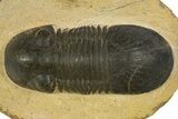 Paralejurus Trilobite Fossil - Orange Eye Preservation! #331920-1